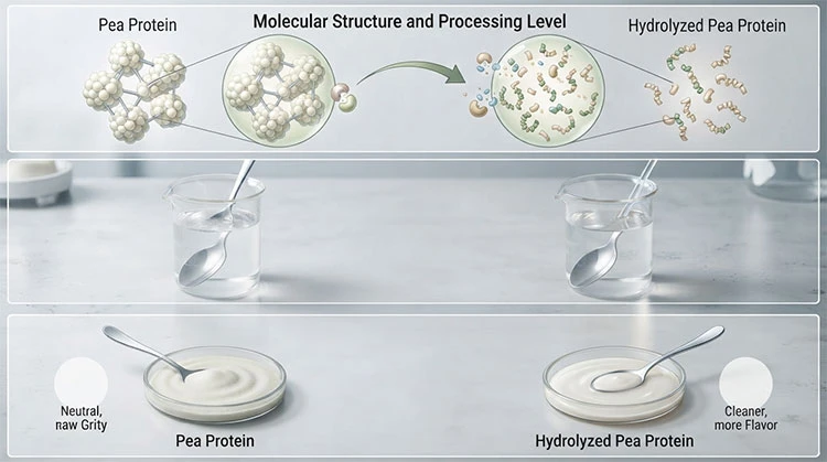 Key-Differences-Between-Pea-Protein-and-Hydrolyzed-Pea-Protein Key-Differences-Between-Pea-Protein-and-Hydrolyzed-Pea-Protein